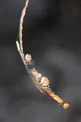 Epicoccum andropogonis