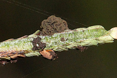 Epicoccum andropogonis