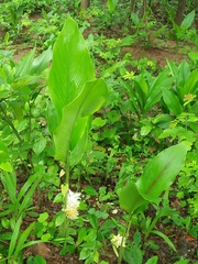 Curcuma aromatica