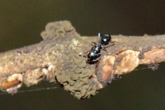 Epicoccum andropogonis