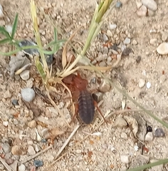 Gluvia dorsalis