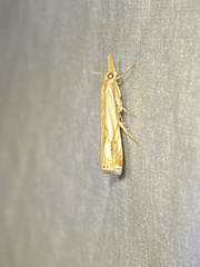 Crambus agitatellus