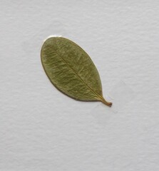 Alyxia buxifolia