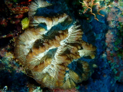 Oulophyllia crispa