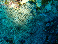 Montipora verrucosa