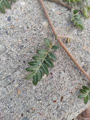 Tribulus terrestris