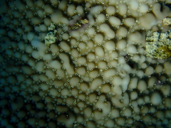 Montipora verrucosa
