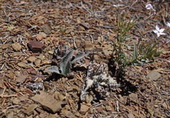 Crepis occidentalis pumila