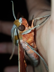 Adhemarius tigrina