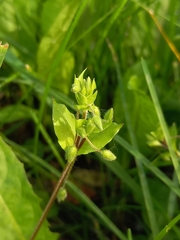 Stellaria media