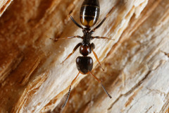 Opisthopsis respiciens