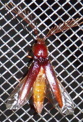 Dicrepidius palmatus