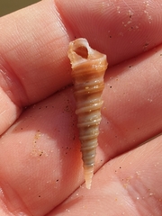 Stiracolpus ahiparanus