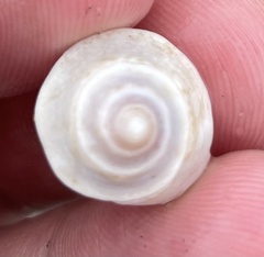 Trochomodulus catenulatus