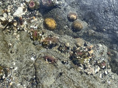 Hemigrapsus oregonensis