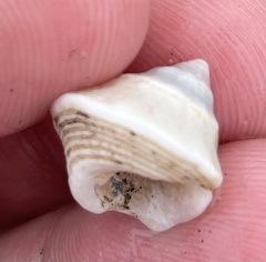 Trochomodulus catenulatus