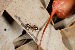 Opisthopsis respiciens