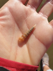 Stiracolpus ahiparanus