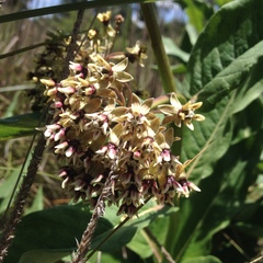 Asclepias notha