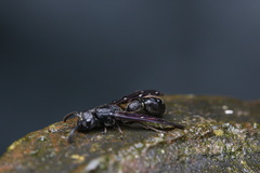 Discoelius
