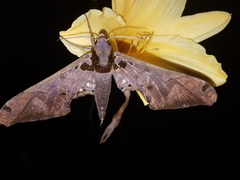 Adhemarius tigrina