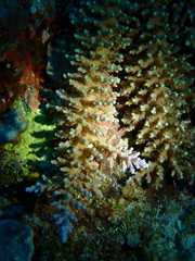 Acropora longicyathus