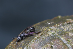 Discoelius