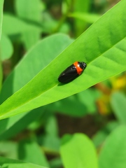 Phymatostetha deschampsi