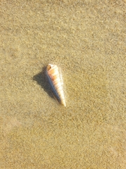 Stiracolpus ahiparanus