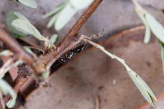 Opisthopsis respiciens