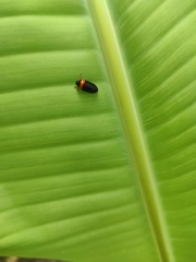 Phymatostetha deschampsi