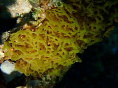 Clathrina