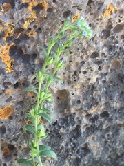 Lappula occidentalis