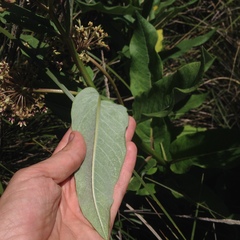 Asclepias notha