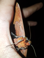 Adhemarius tigrina