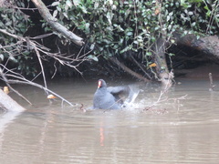 Gallinula tenebrosa tenebrosa