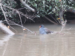 Gallinula tenebrosa tenebrosa