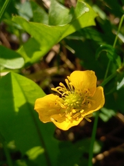Ranunculus repens