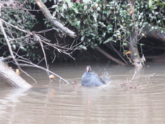 Gallinula tenebrosa tenebrosa