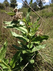 Asclepias notha