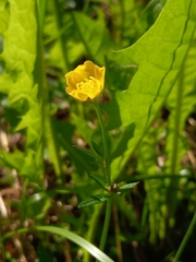 Ranunculus repens