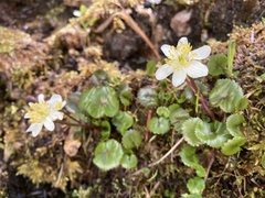 Caltha biflora