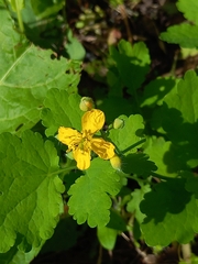 Chelidonium majus