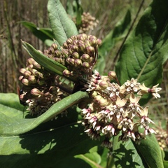 Asclepias notha