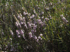 Agathosma pungens