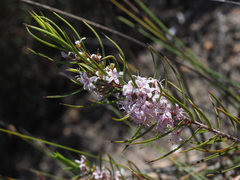 Agathosma pungens