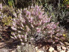 Agathosma pungens