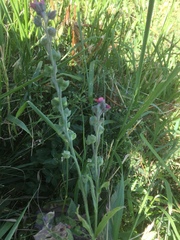 Cynoglossum officinale