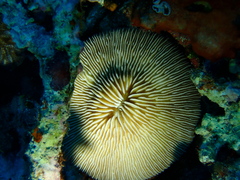 Pleuractis granulosa