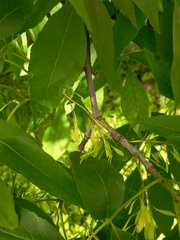 Fraxinus pennsylvanica